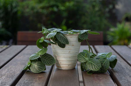 Close up of Fittonia albivenis plant on wooden tableの写真素材