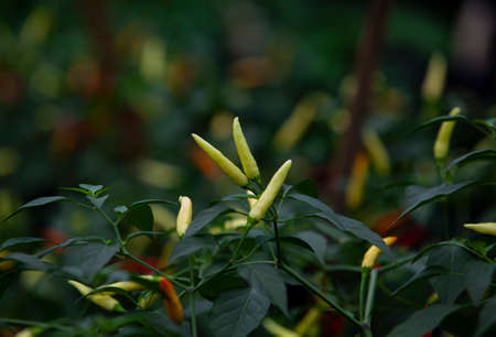 Chili plants in the garden with different colors of chili