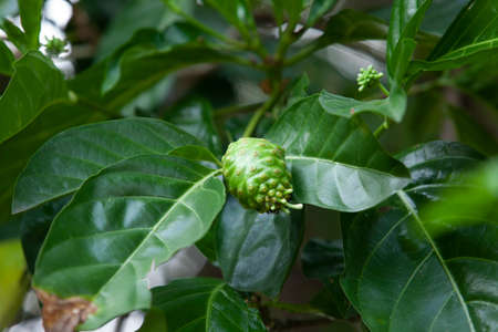 Morinda citrifolia Fruit, noni fruitの写真素材