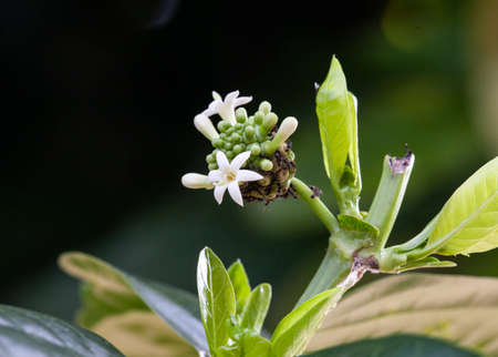 Noni fruit that is still young in a swarm of antsの写真素材