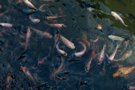 Various types of koi fishの写真素材