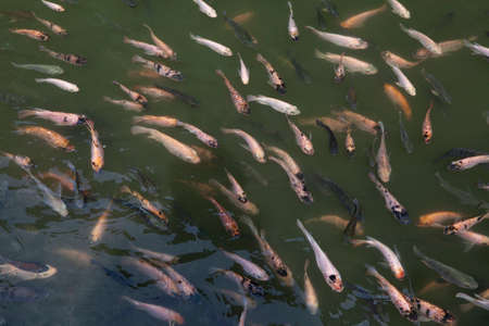 Various types of koi fishの写真素材