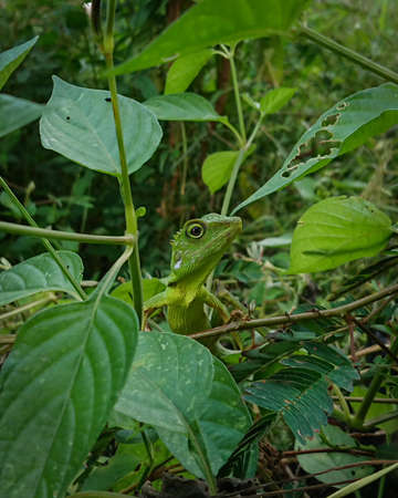 chameleon crawling on the treeの写真素材