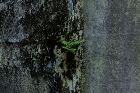 Wall fragment with scratches. Texture Background