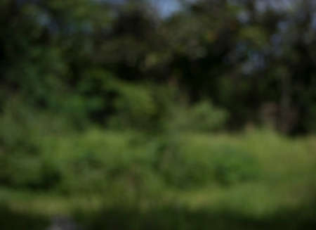 Nature of green leaf background. Natural green leaves plants backgroundの写真素材