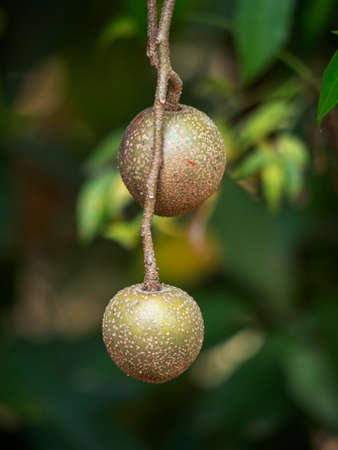 Crataeva fruit on the tree comes from the Amazon rainforest, Brazil