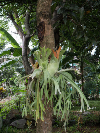 Bird's nest fern in a botanical garden, Thailand.の写真素材