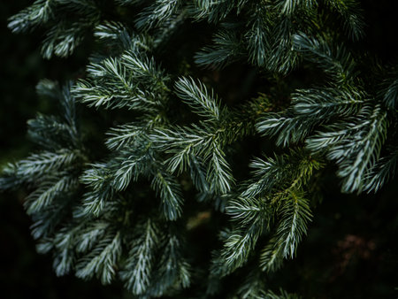 Close up of evergreen spruce branches. Pine needles background.の写真素材