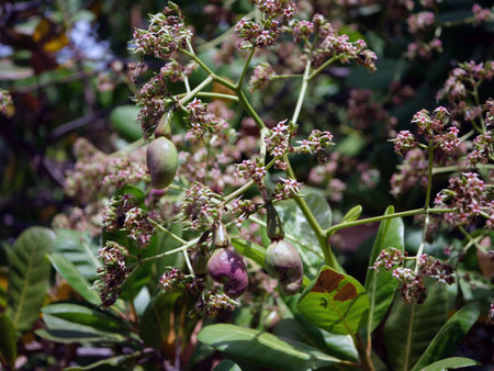 The baby cashew fruit hangs on the tree.の写真素材