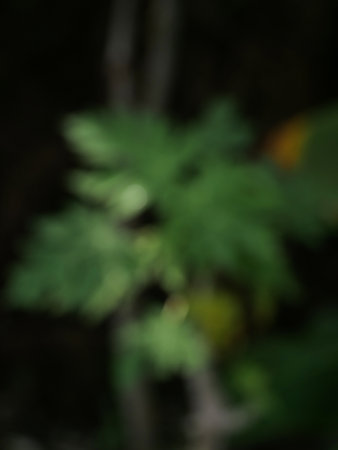 blurred background of beautiful green leaves of papaya plant in the garden