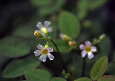 Oxalis barrelieri flowers flower background nature backgroundの写真素材