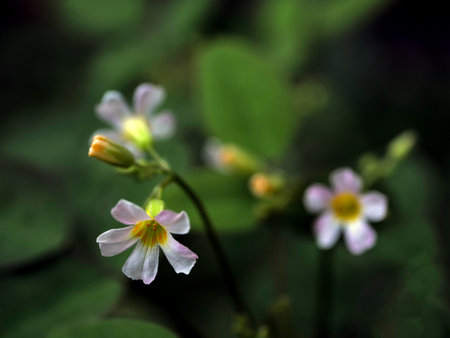 Oxalis barrelieri flowers flower background nature backgroundの写真素材