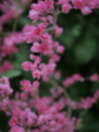 Blurred image of pink flowers in the garden. Selective focus.