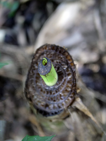 Close up of a horsetail (Equisetum arvense)の写真素材