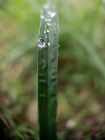 Water drops on a blade of grass. Close-up photo.の写真素材