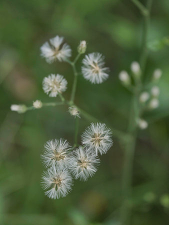 white flowers on the green background, macro photo, selective focus, narrow depth of field