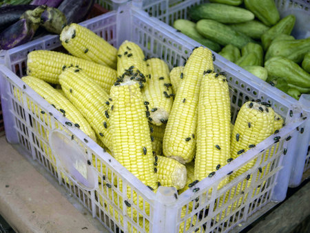 Fresh corn on the cob in the market. Fresh corn on the cob.の写真素材
