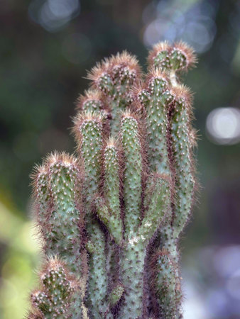 Cactus in the garden, close-up of cactiの写真素材