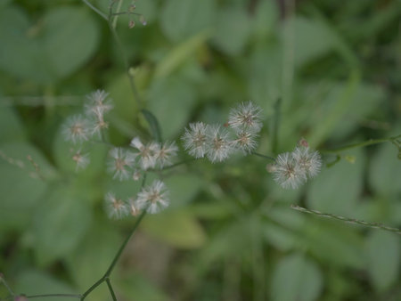 Flowering grass in the garden. Shallow depth of field.