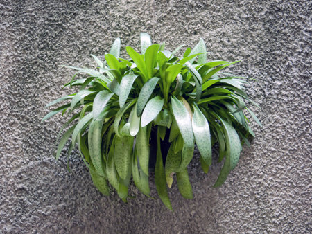 plant on concrete wall background, plantの写真素材