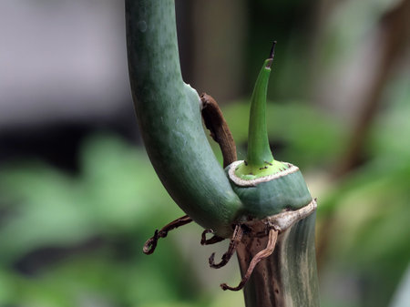 Bamboo shoots in the garden, close-up of a plantの写真素材