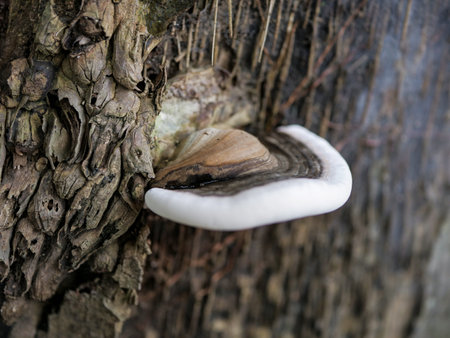 Mushroom growing on the bark of an old tree, close-up