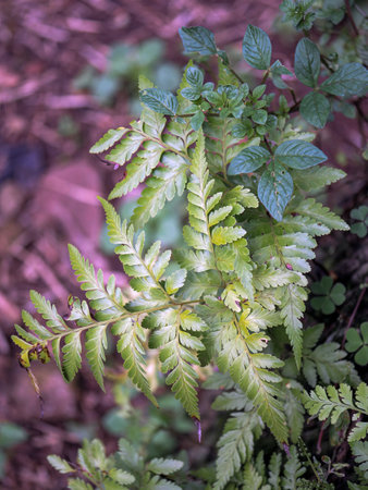 Fern leaves in the forest. Shallow depth of field.の写真素材