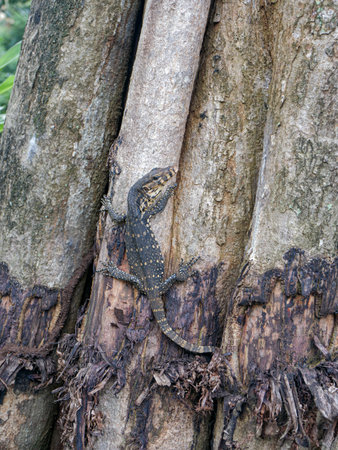A lizard on a tree trunk in the rainforest of Belizeの写真素材