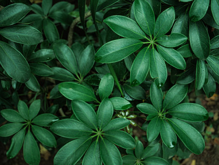 Close up of green leaves background. Natural green leaves texture background.
