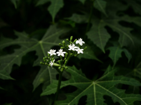 White flowers and green leaves on a dark background. Selective focus.の写真素材