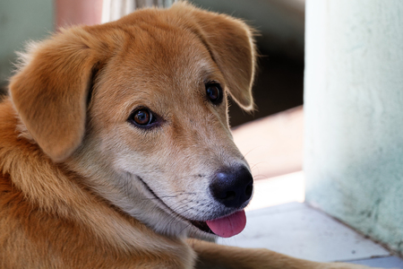 dogの写真素材