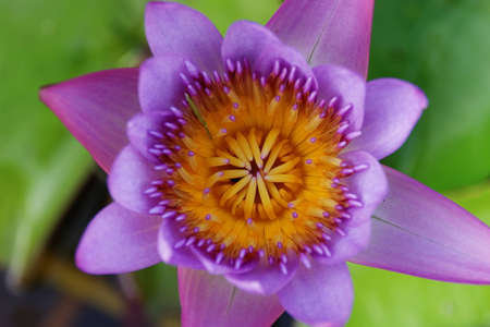 lotusの写真素材