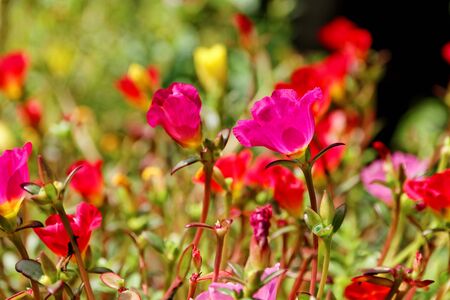 Flowersの写真素材