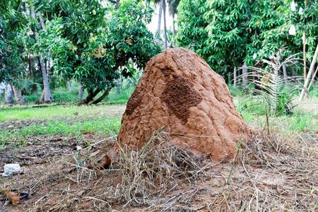 termiteの写真素材