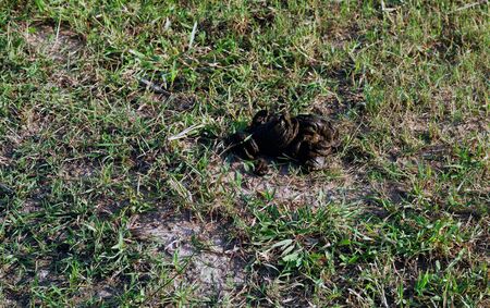 excrement cowsの写真素材
