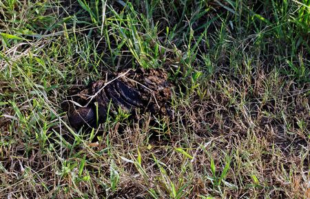 excrement cowsの写真素材