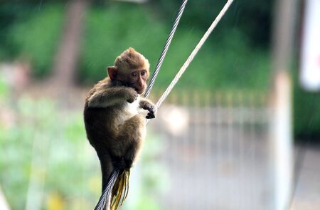 Wildlife of monkey in alone emotionの写真素材