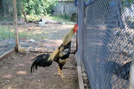 Cockfighting in a barnの写真素材