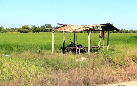 the rice fields in farmlandの写真素材
