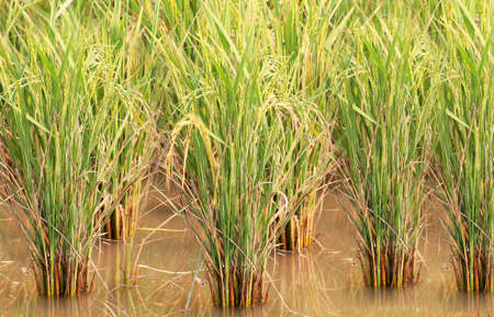 The rice fields in farmlandの写真素材