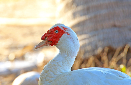The white muscovy in nature ,Thailandの写真素材