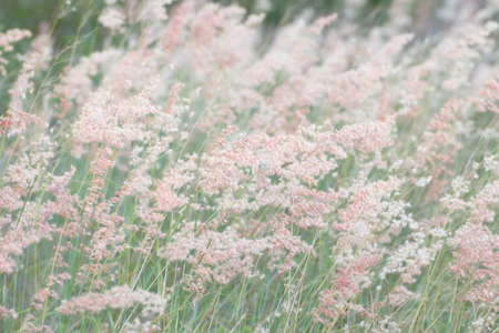 abstract of blur grass and flare for background