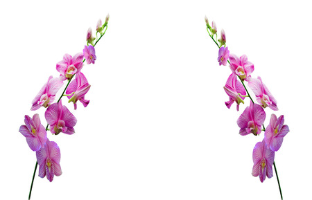 orchids on white backgroundの写真素材