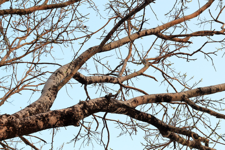 Branches of the deciduous trees on springの写真素材