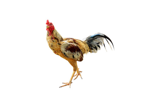 The cockfighting on white backgroundの写真素材