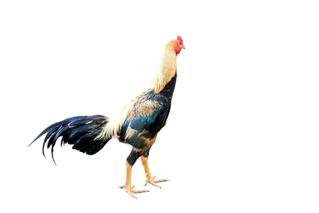 The cockfighting on white backgroundの写真素材