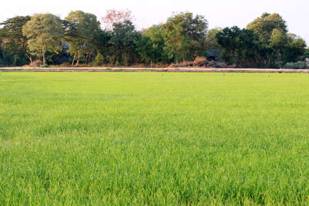 the paddy rice fields flare sunlight backgroundの写真素材