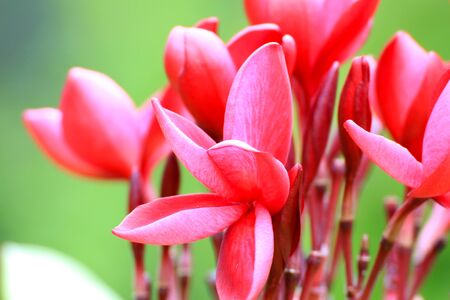 Red Plumeria flowers beautifulの写真素材