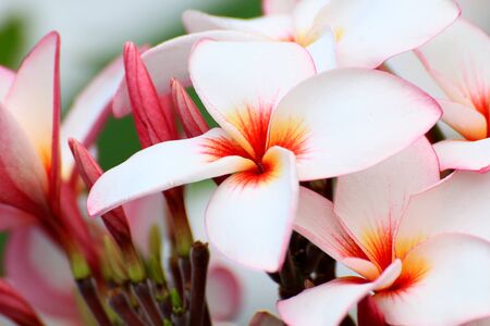 pink Plumeria flowers beautifulの写真素材