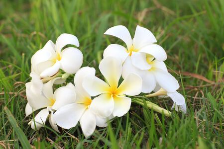 white Plumeria flowers beautiful on grassの写真素材
